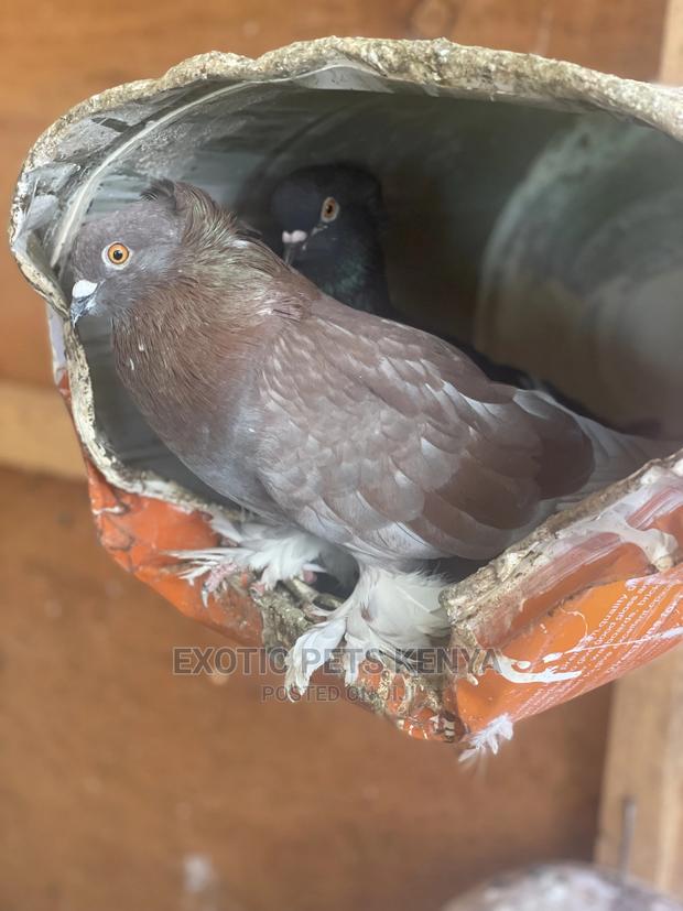 Fancy Pigeons With Crown And Socks - thumbnail 5