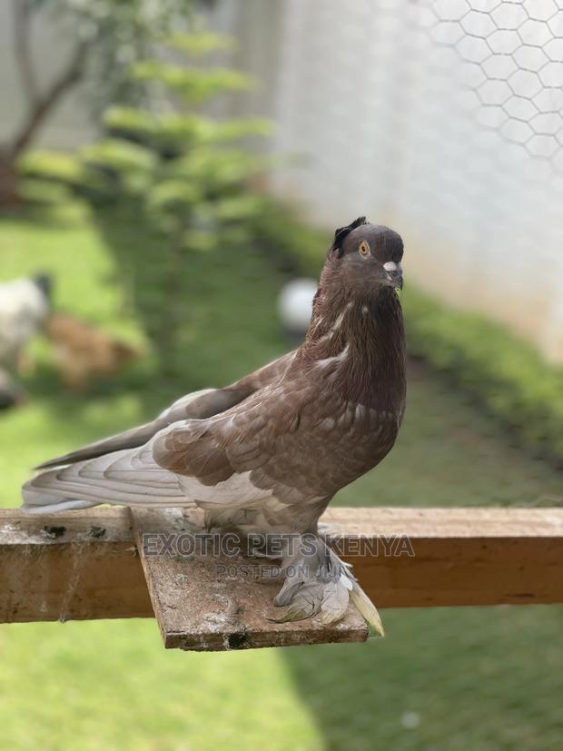 Fancy Pigeons With Crown And Socks - thumbnail 4