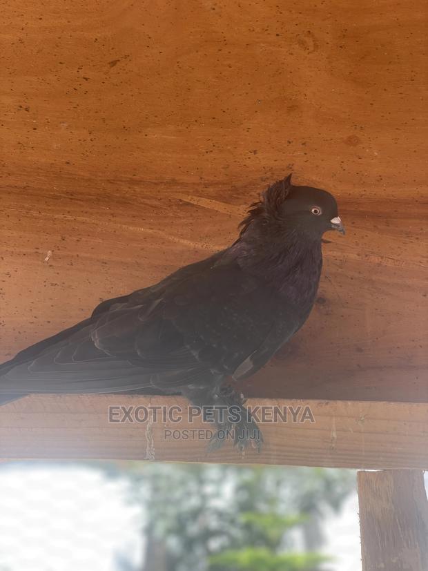 Fancy Pigeons With Crown And Socks - thumbnail 3