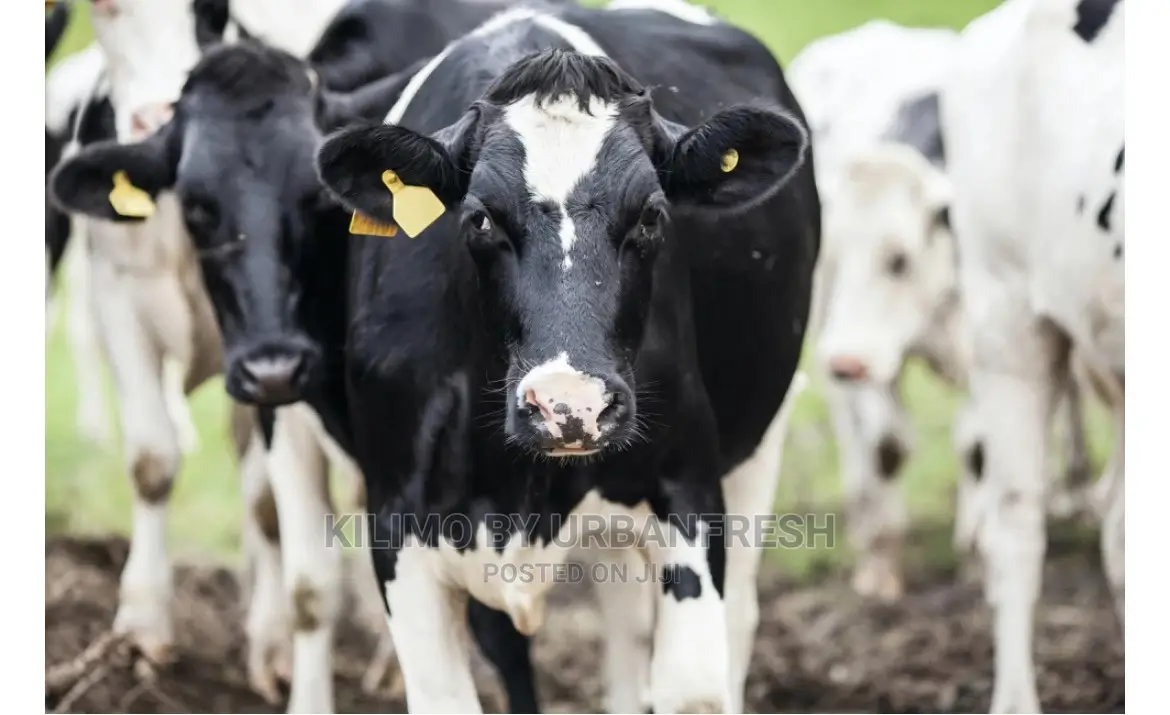 Super Dairy Meal / Cubes. 70 Kg.
