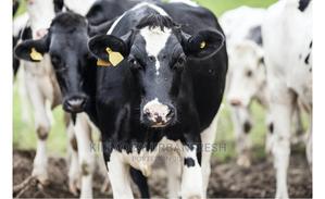 Super Dairy Meal / Cubes. 70 Kg. - thumbnail 2