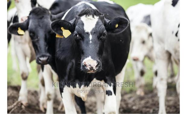 Super Dairy Meal / Cubes. 70 Kg.