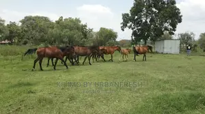 Horse Cubes / Ration Meal 70kg