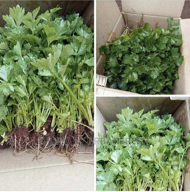 Celery Seedlings Batch of 100. - thumbnail 4