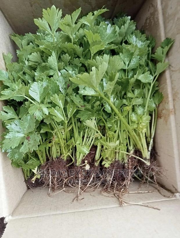 Celery Seedlings Batch of 100. - main view