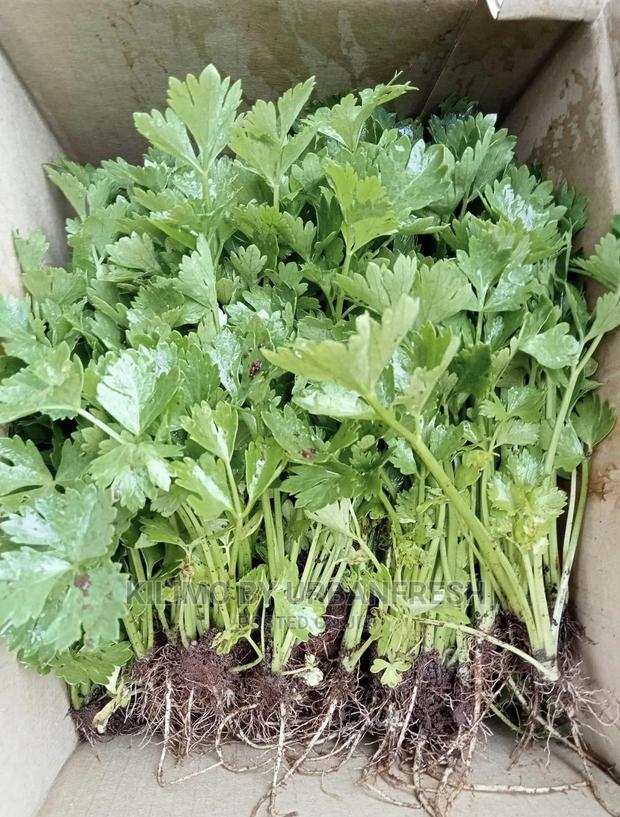 Celery Seedlings Batch of 100. - thumbnail 3