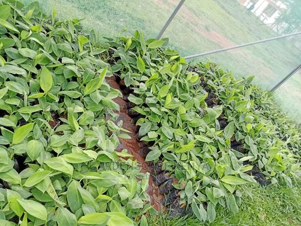 Tissue Culture Banana Seedlings. - thumbnail 2