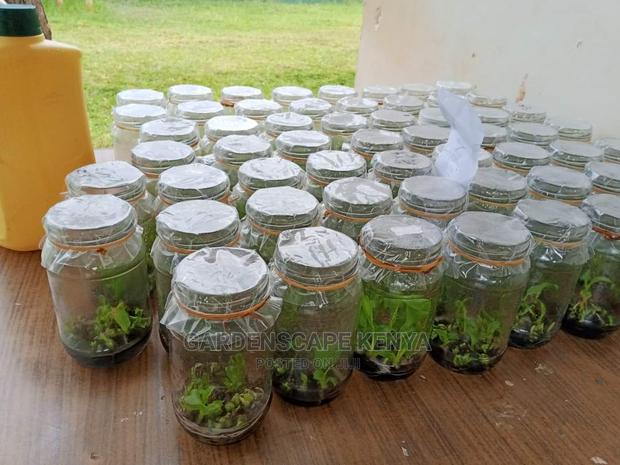 Tissue Culture Banana Seedlings. - thumbnail 4