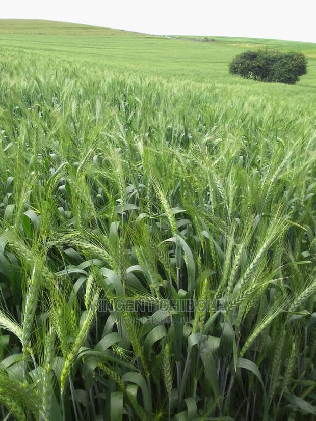 Prime Agricultural Land for Sale - thumbnail 2