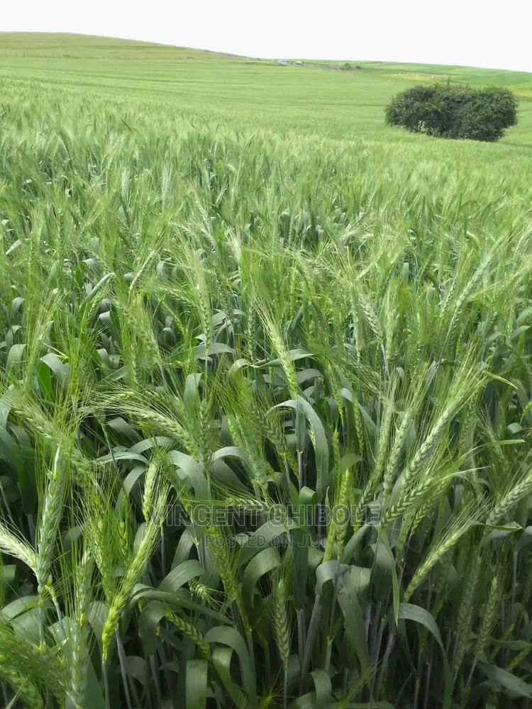 Prime Agricultural Land for Sale