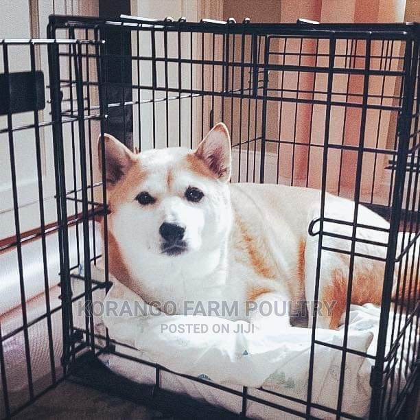 Puppies Rabbit Crates - main view