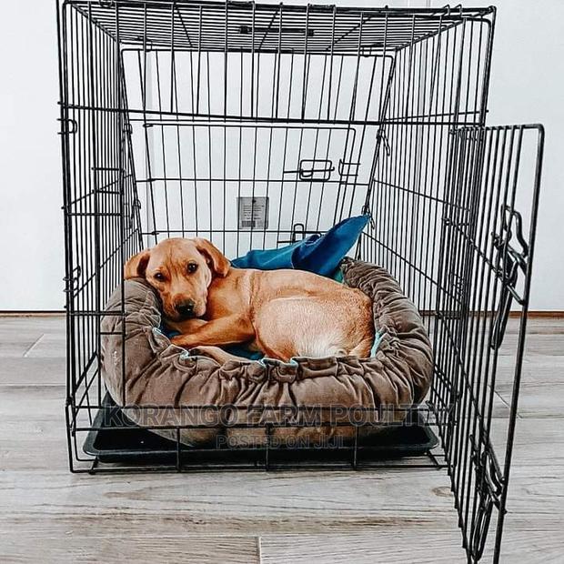 2 Years Pet Crates - main view