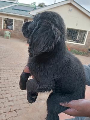 1-3 Months Female Purebred Cocker Spaniel - thumbnail 2