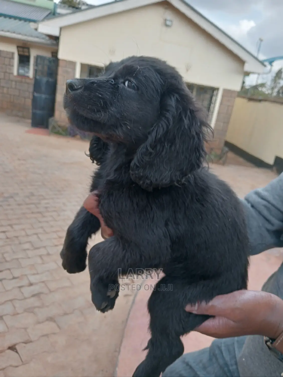 1-3 Months Female Purebred Cocker Spaniel