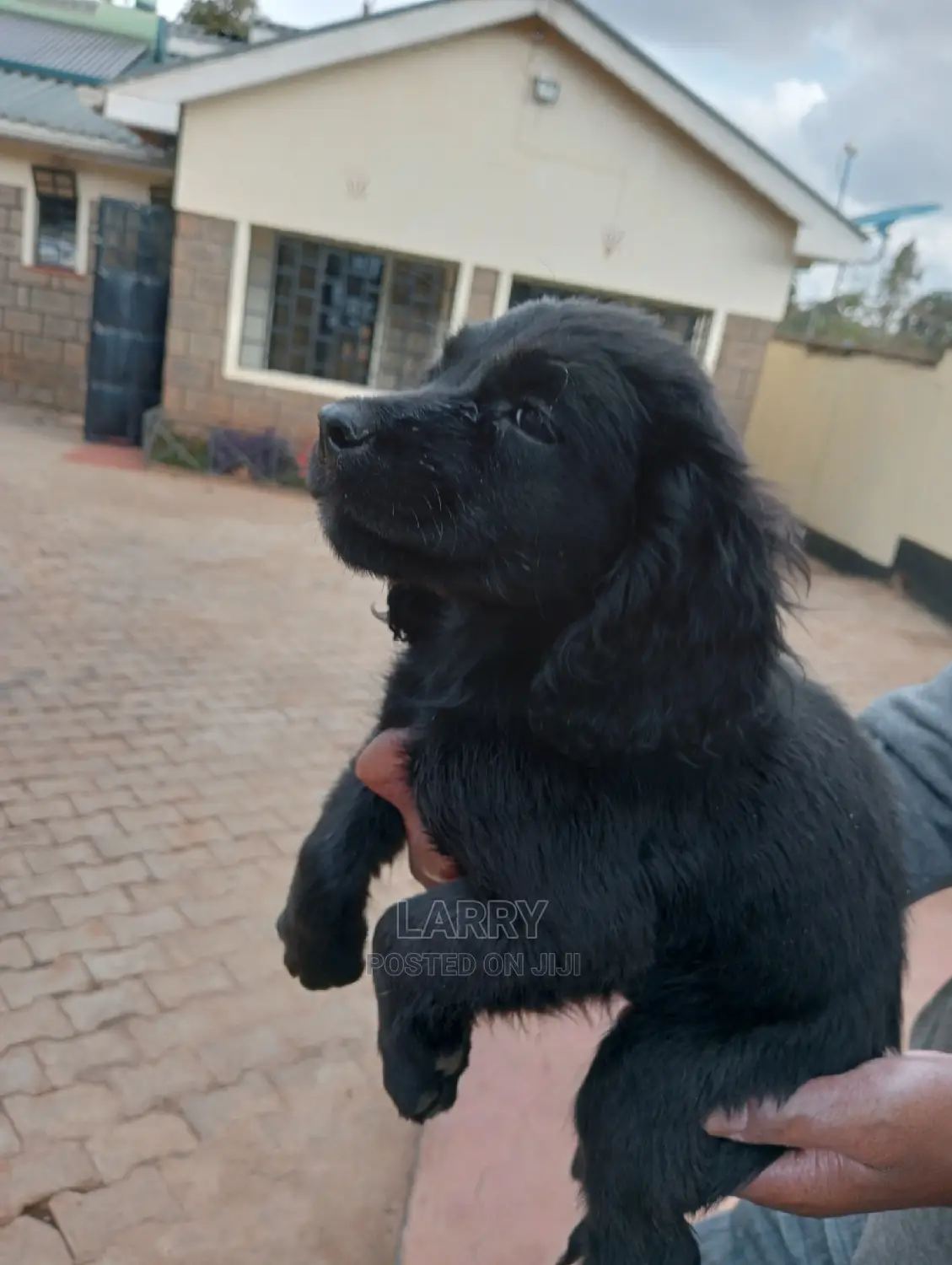 1-3 Months Female Purebred Cocker Spaniel