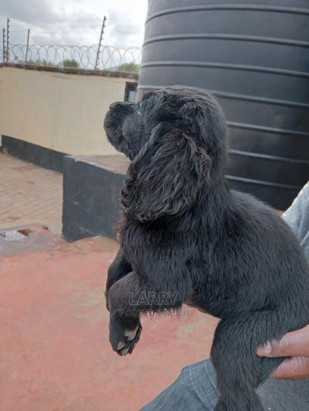 1-3 Months Female Purebred Cocker Spaniel - thumbnail 5