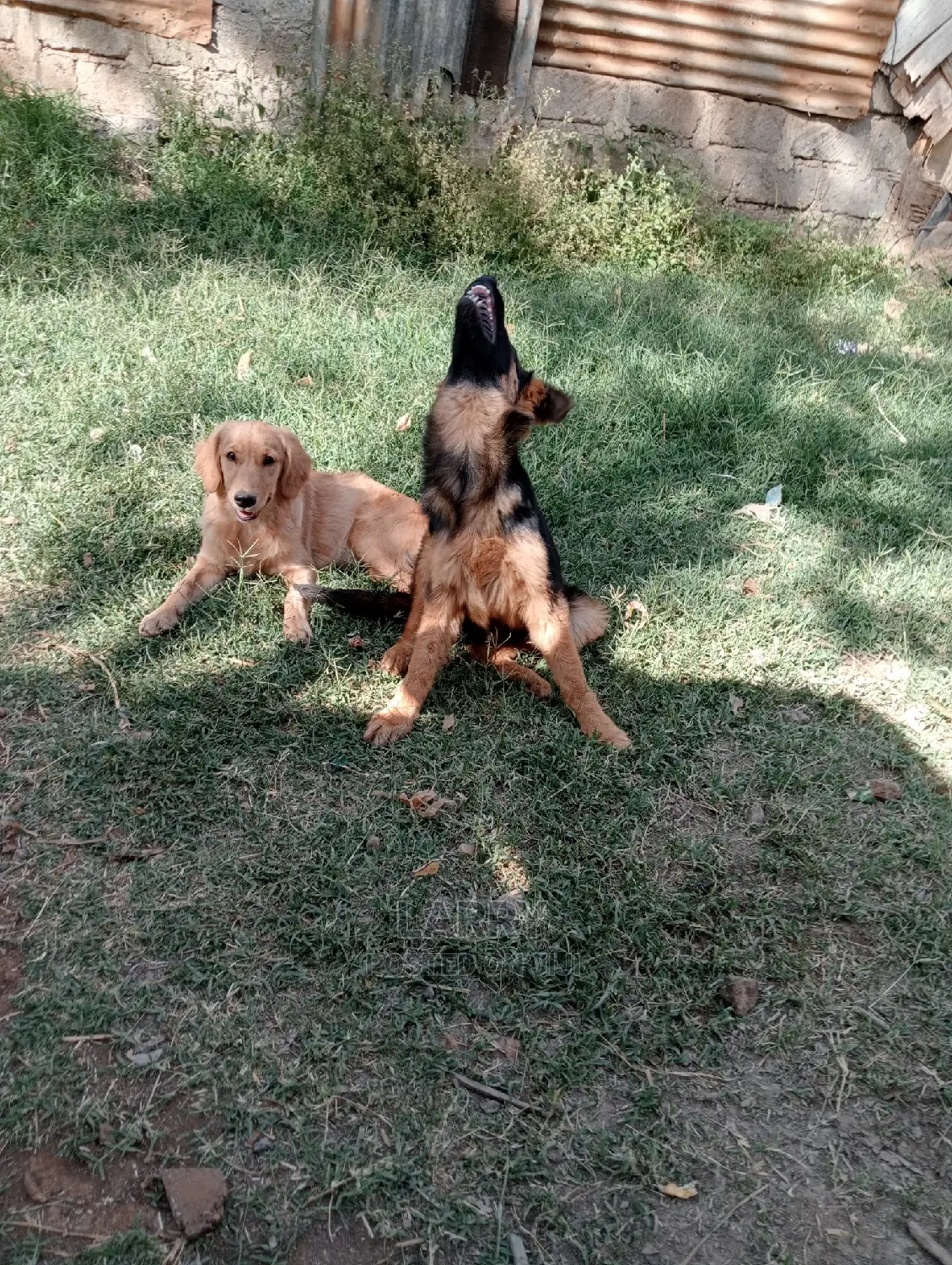 1-3 Months Female Purebred Golden Retriever