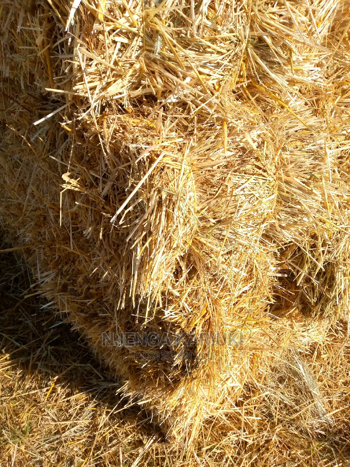 Barley and Wheat Straws