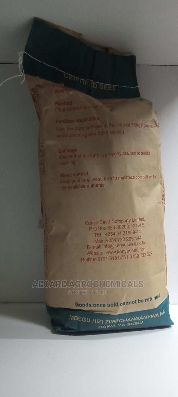 Hybrid Maize Seed Dh04 2kgs - thumbnail 2