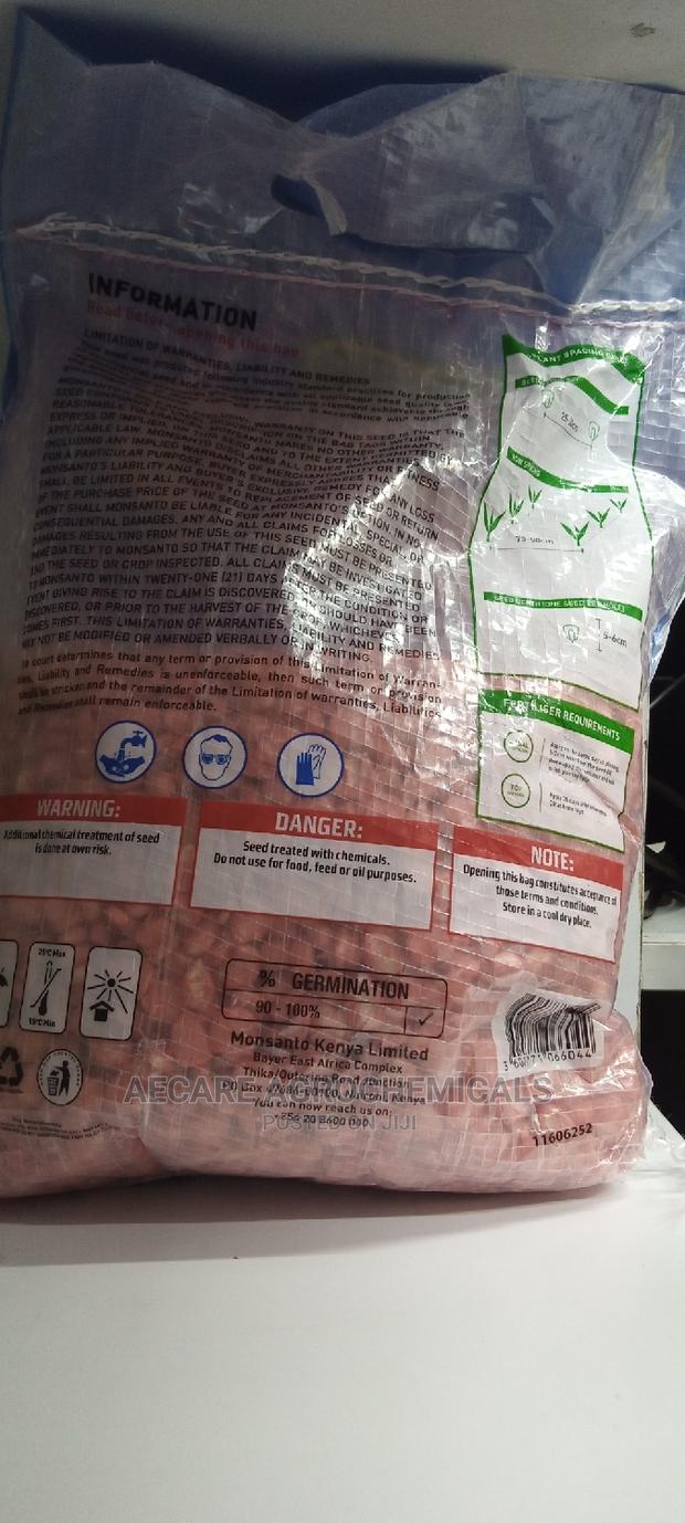 Dekalb Maize Seed (Dk 8031) 2kgs - thumbnail 2