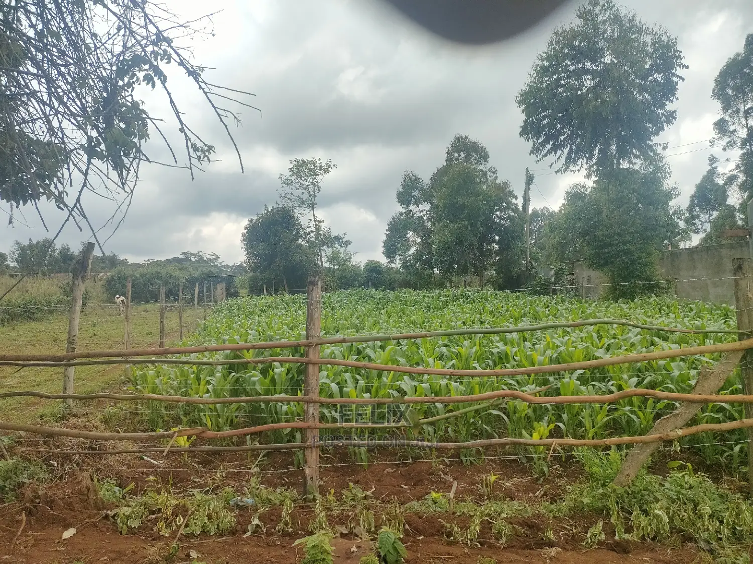 4 Acres Karatina/Kagochi Campus Main Tarmac at Gatei
