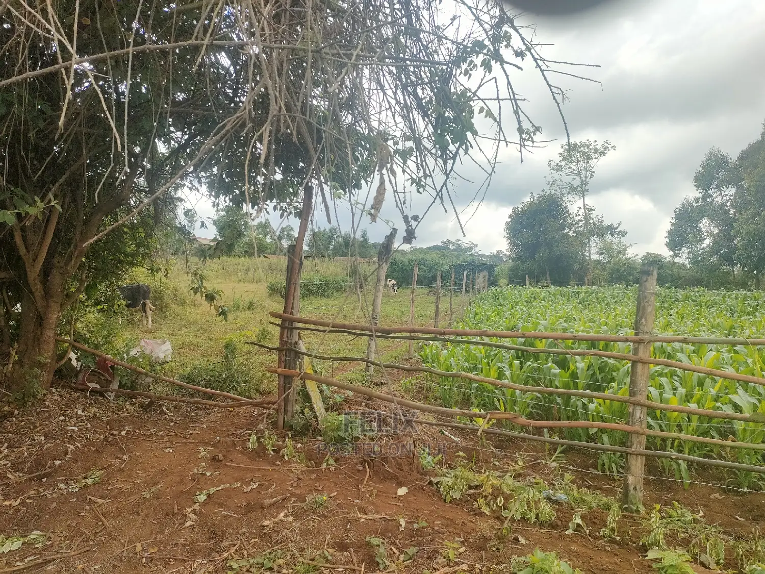 4 Acres Karatina/Kagochi Campus Main Tarmac at Gatei