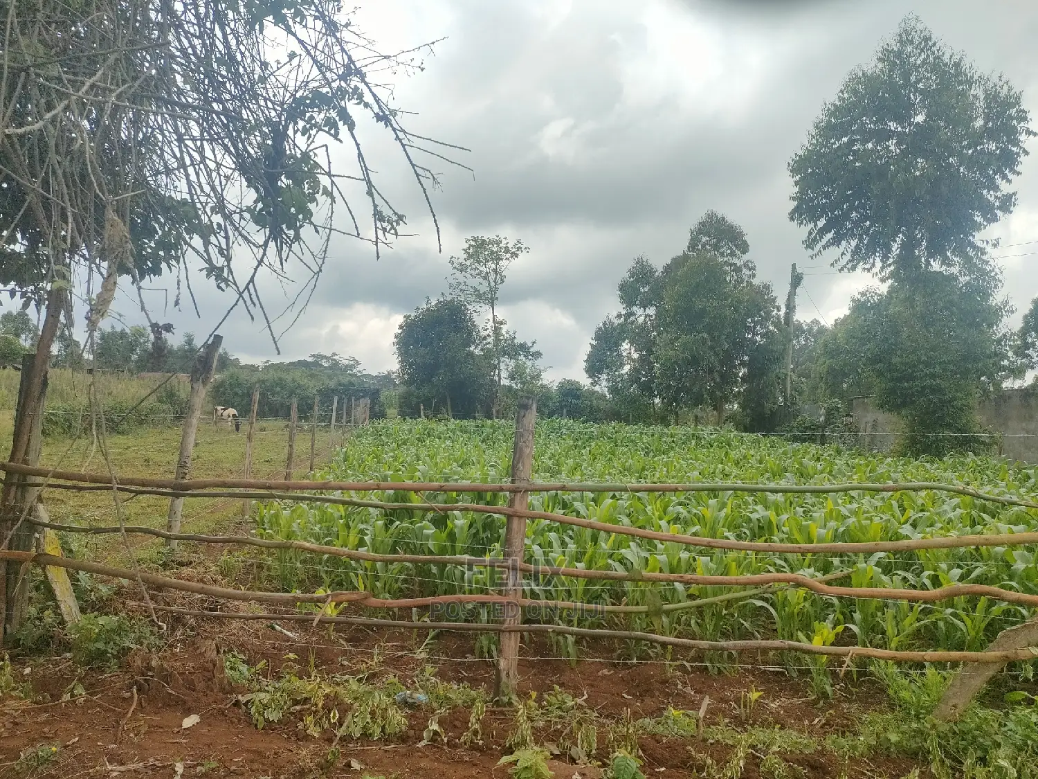 4 Acres Karatina/Kagochi Campus Main Tarmac at Gatei