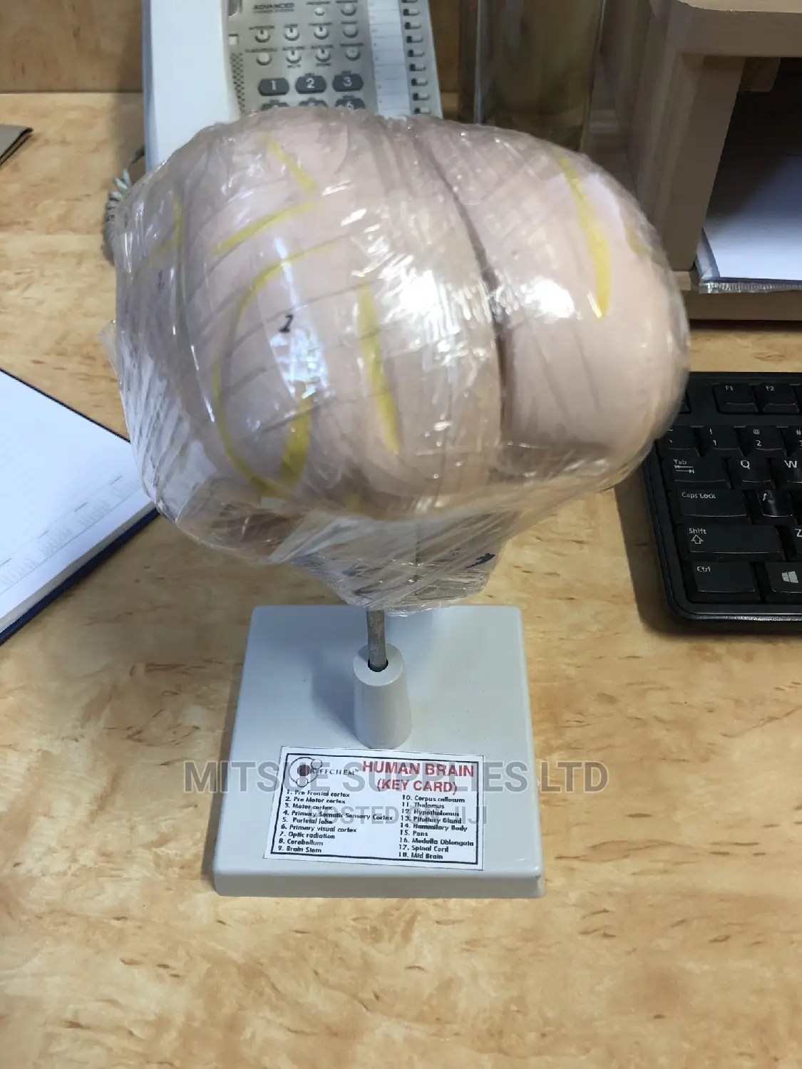 Human Brain Model
