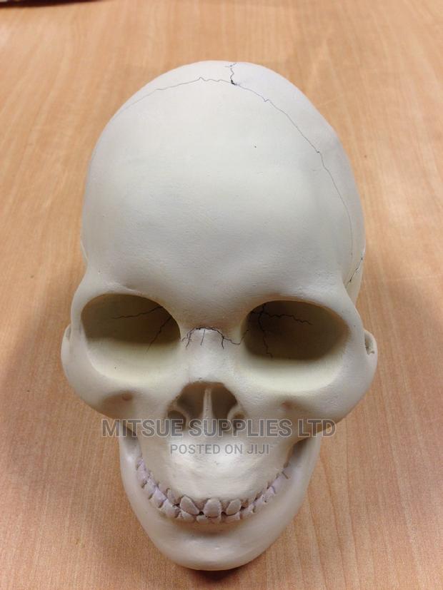 Laboratory Model Skull for Education - thumbnail 3