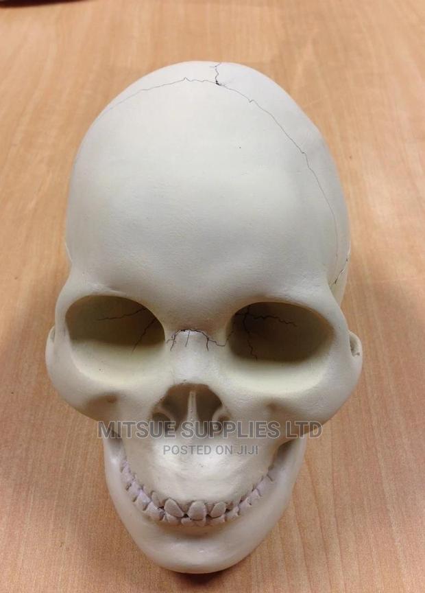 Laboratory Model Skull for Education - main view