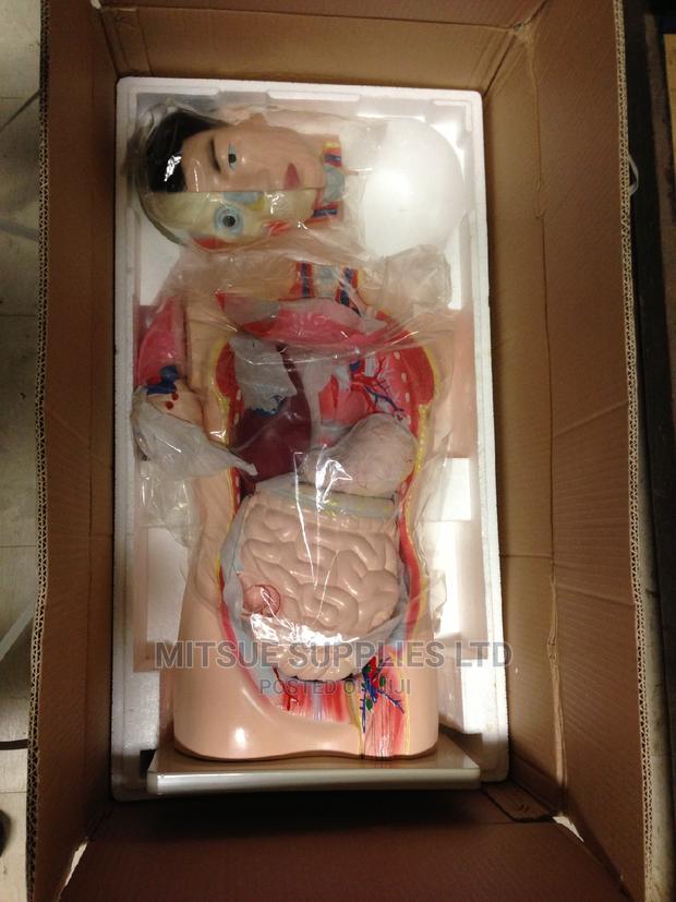 Model Human Torso for Education - main view