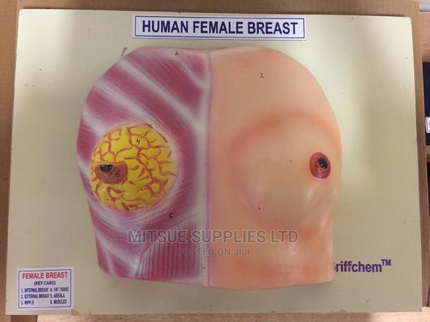Model Human Female Breast - main view