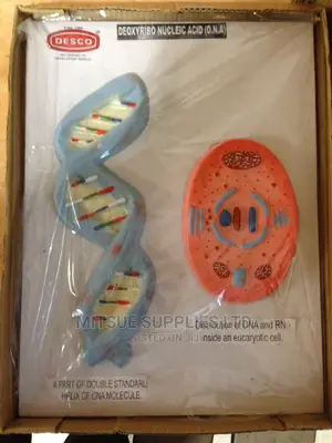 Model DNA Structured 3D