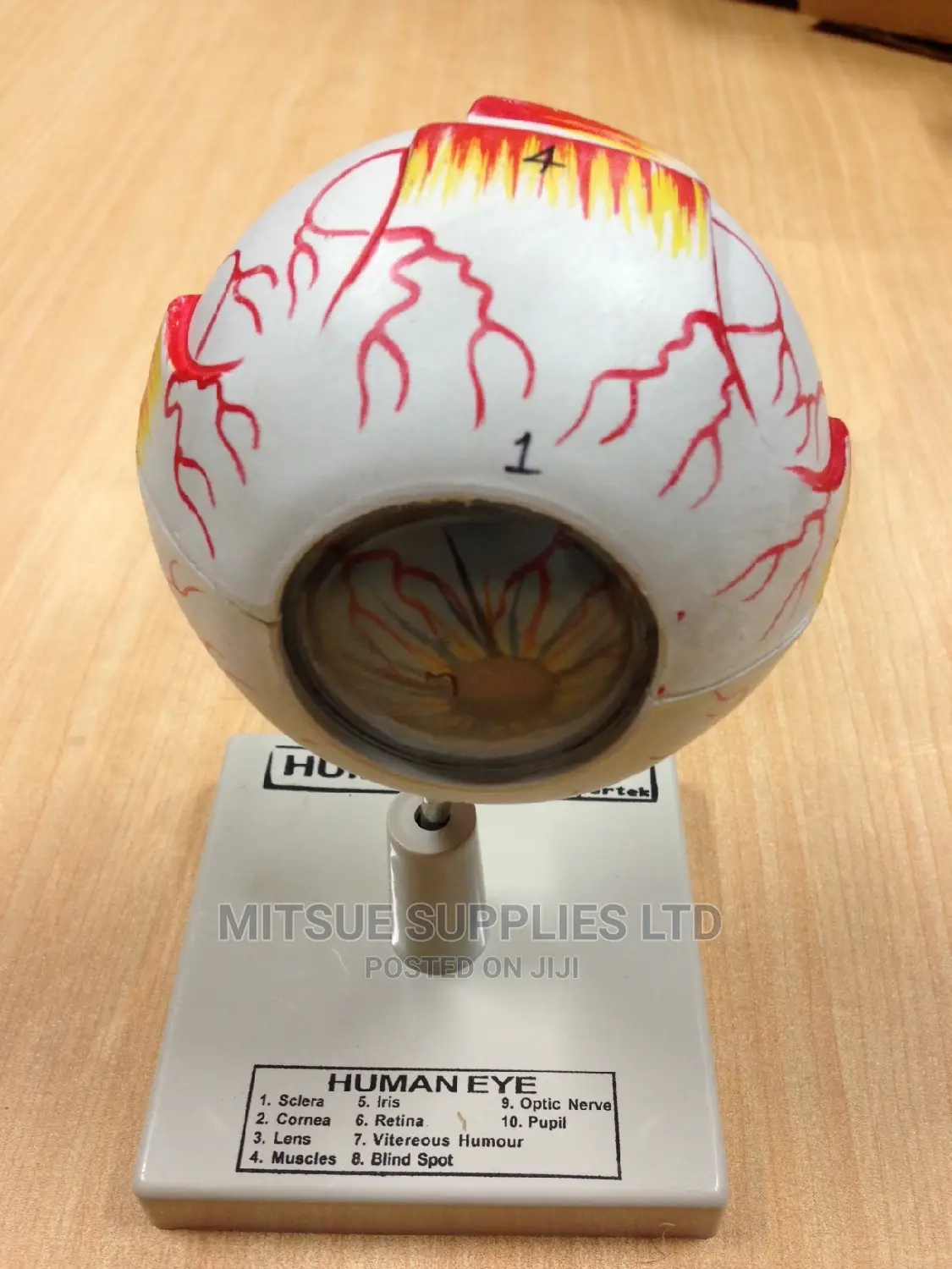 Model Human Eye