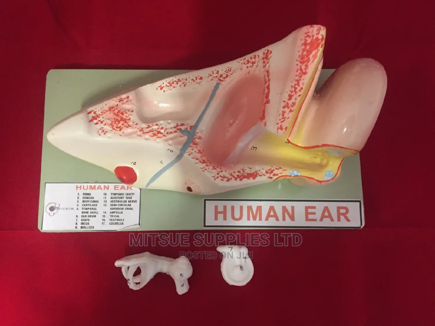 Model Huma Ear 3D 5X6X12