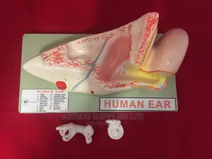 Model Huma Ear 3D 5X6X12