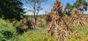7 Acres With Homestead for Sale Mlango Kapseret Eldoret