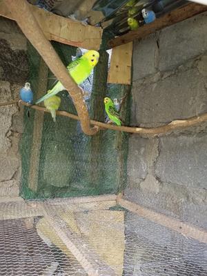 Budgies Parrots - main view