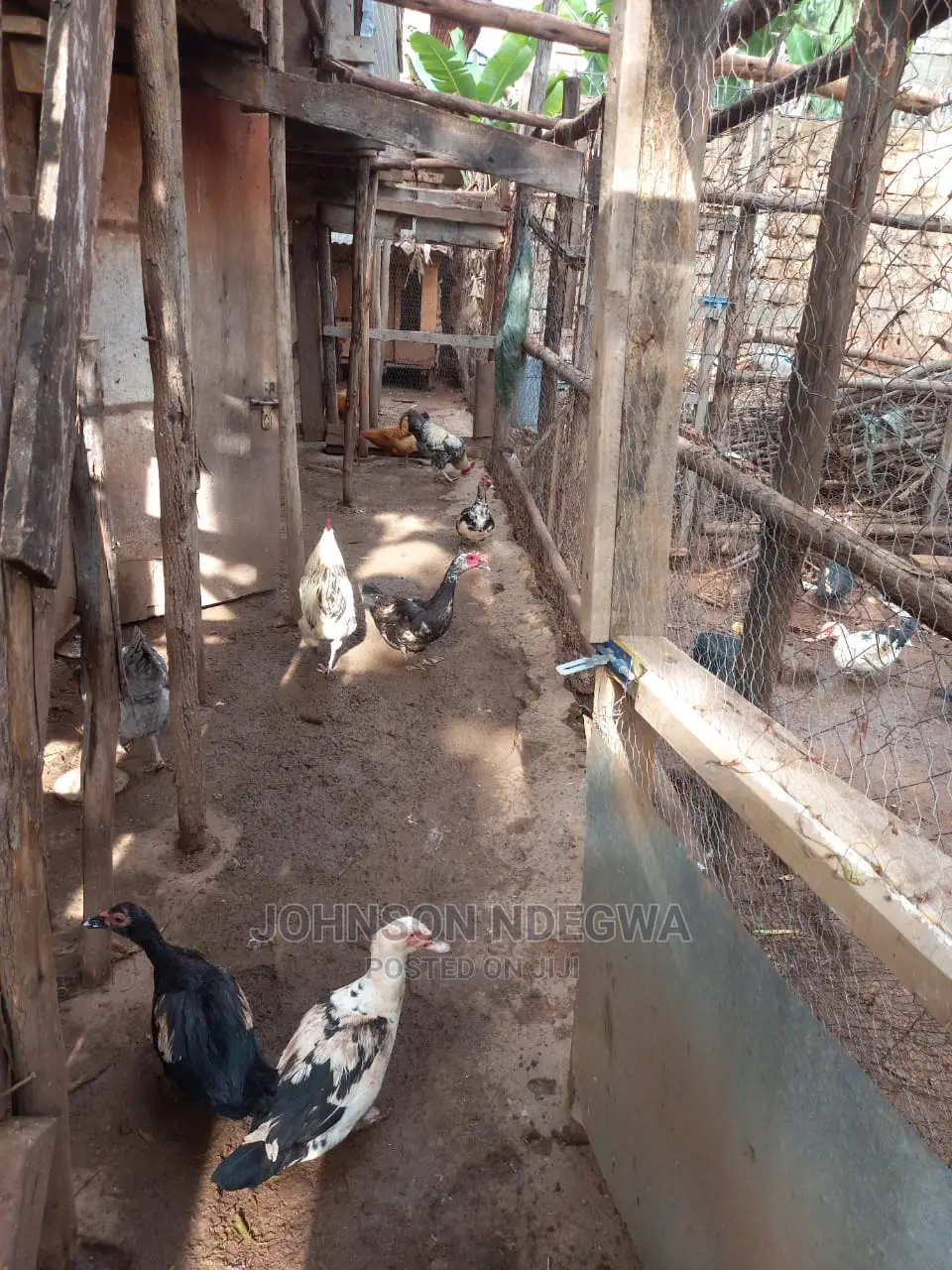 Jogoo Kienyenji for Sale