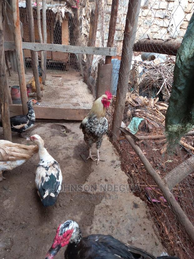 Jogoo Kienyenji for Sale