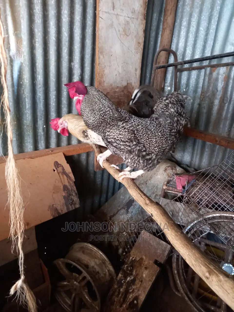 Jogoo Kienyenji for Sale