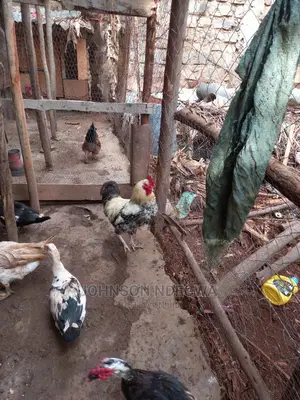 Jogoo Kienyenji for Sale