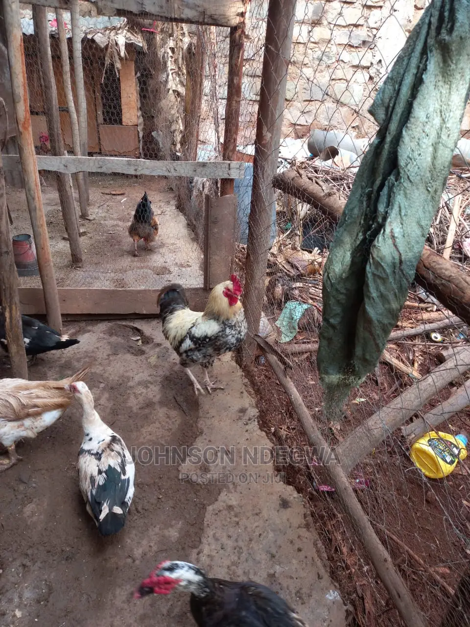 Jogoo Kienyenji for Sale