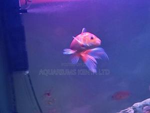 7inch Goldfish Comet - thumbnail 2