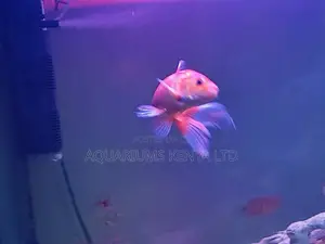 7inch Goldfish Comet