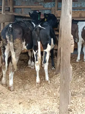 Friesian Dairy Cows for Sale in Kenya
