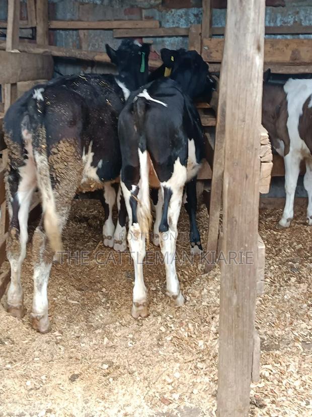 Friesian Dairy Cows for Sale in Kenya - thumbnail 3