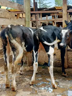 Friesian Dairy Cows for Sale in Kenya