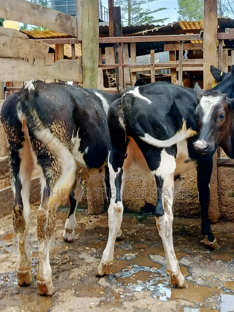 Friesian Dairy Cows for Sale in Kenya