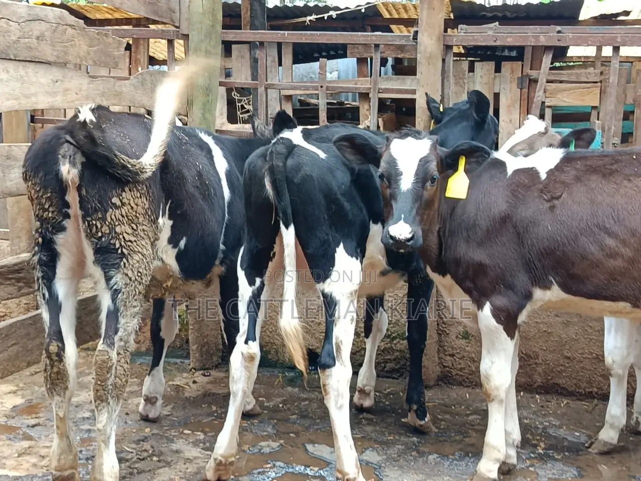 Friesian Dairy Cows for Sale in Kenya